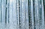 雪景丛林