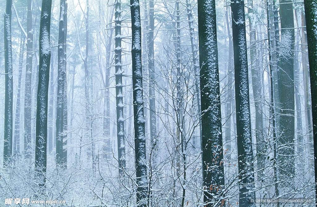 雪景丛林
