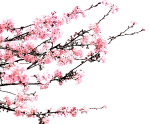 桃花分层