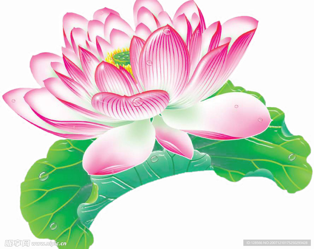 莲花