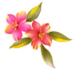 手绘时尚百合花psd分层素材4