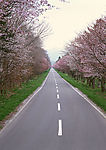 道路美景
