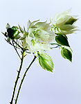 鲜花40