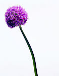 鲜花27
