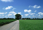 道路美景