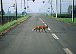 道路美景