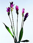 鲜花43