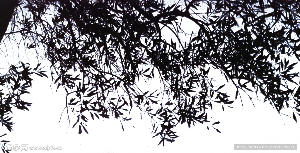 去背景的各种树忮树叶