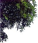 去背景的各种树忮树叶