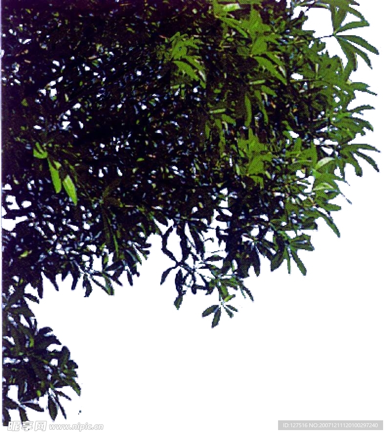 去背景的各种树忮树叶