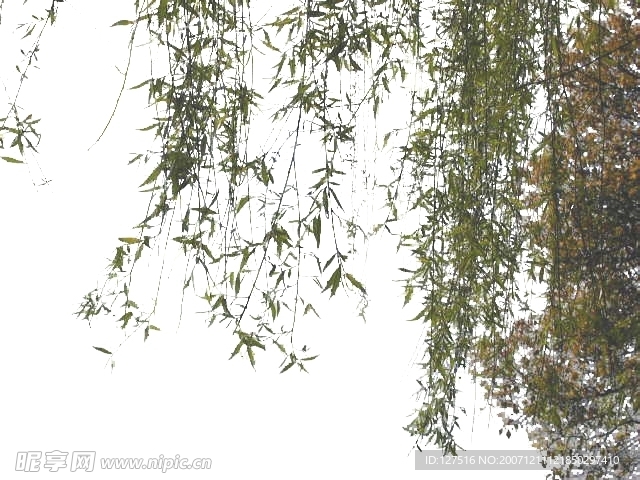 去背景拼图实用的各种树干树忮树叶