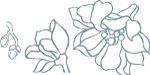 兰花矢量