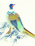 吉祥鸟类