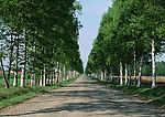 道路美景