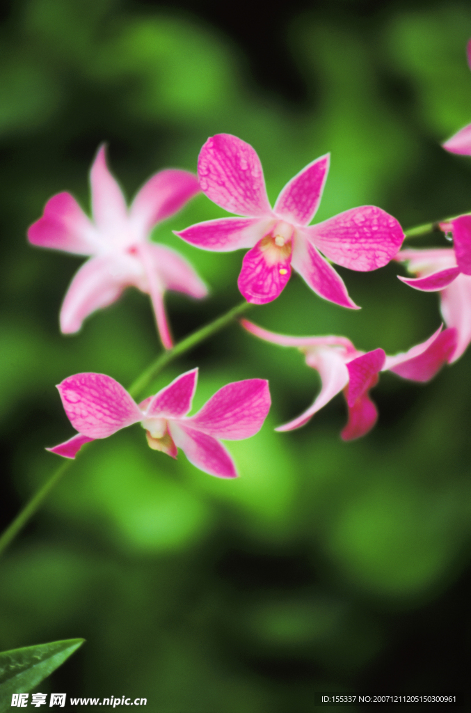 花图片