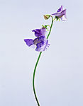 鲜花05