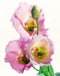 鲜花06
