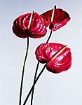 鲜花12