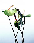 鲜花15