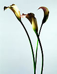 鲜花17