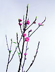 鲜花19