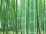 竹林