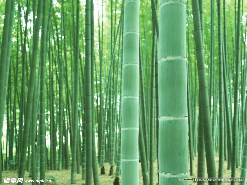 竹林