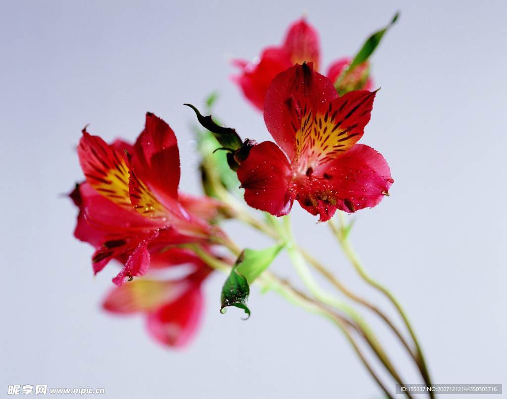 花图片