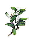 梦境精灵