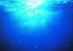 海洋