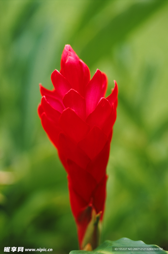 花图片