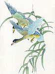 吉祥鸟类