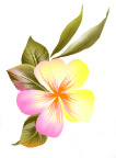 手绘时尚百合花psd分层素材5