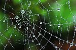 美丽的   滴水 领域 水珠