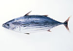 游水海鲜