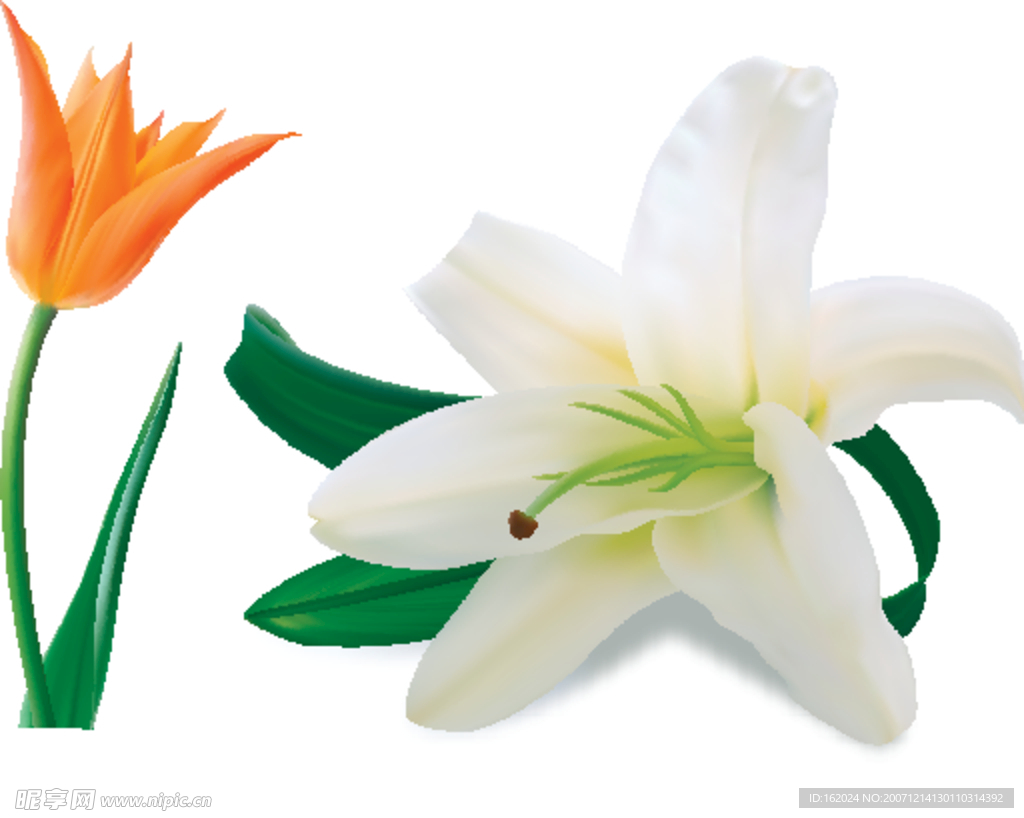 百合花