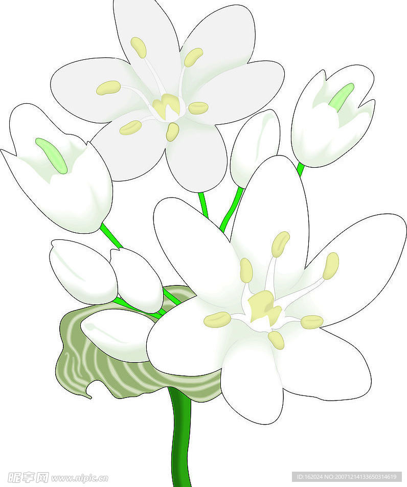 矢量花