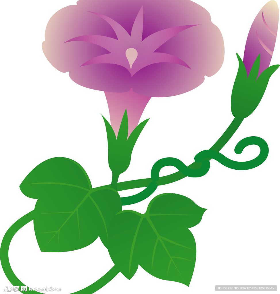 牵牛花