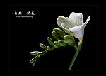 精品花卉艺术