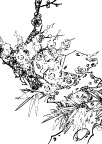 梅花
