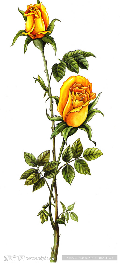 高精玫瑰花