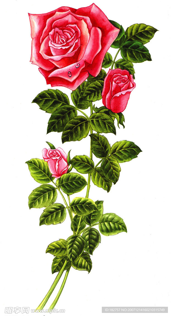 高精玫瑰花