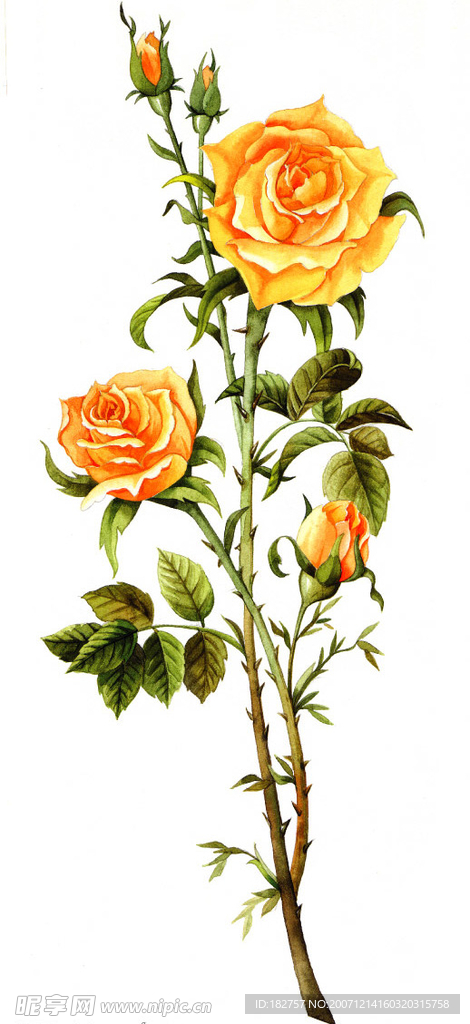 高精玫瑰花