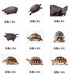 乌龟