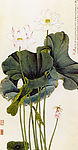 荷花 图2
