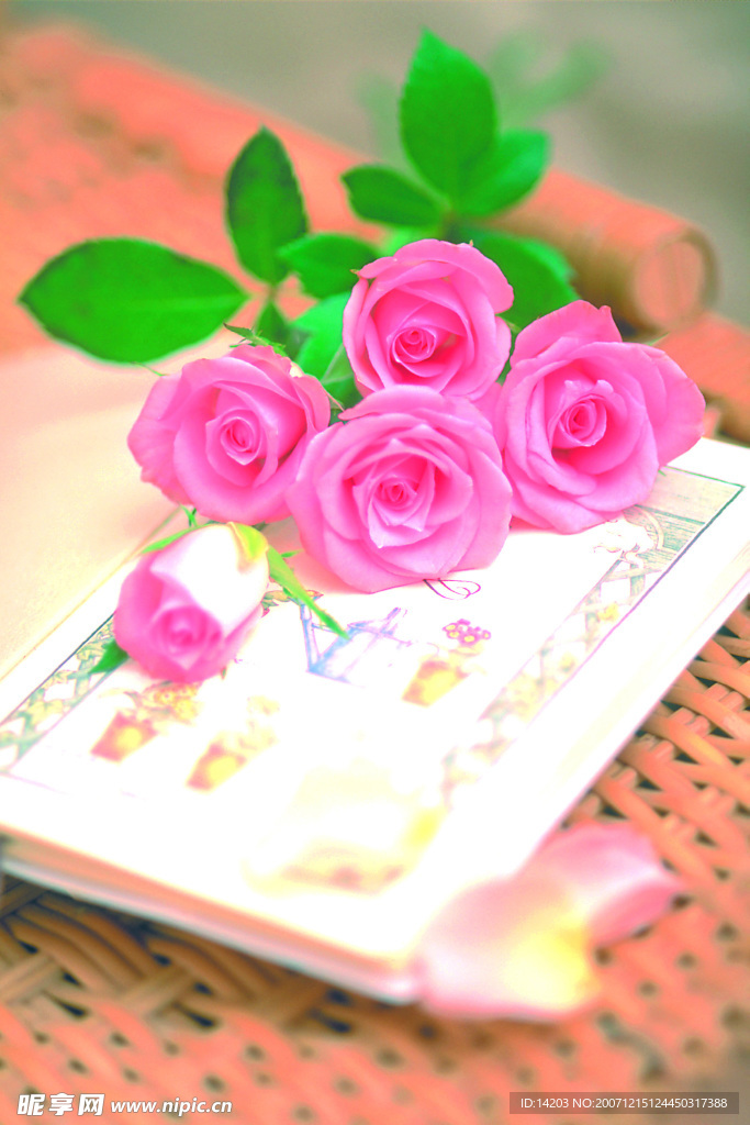 玫瑰花