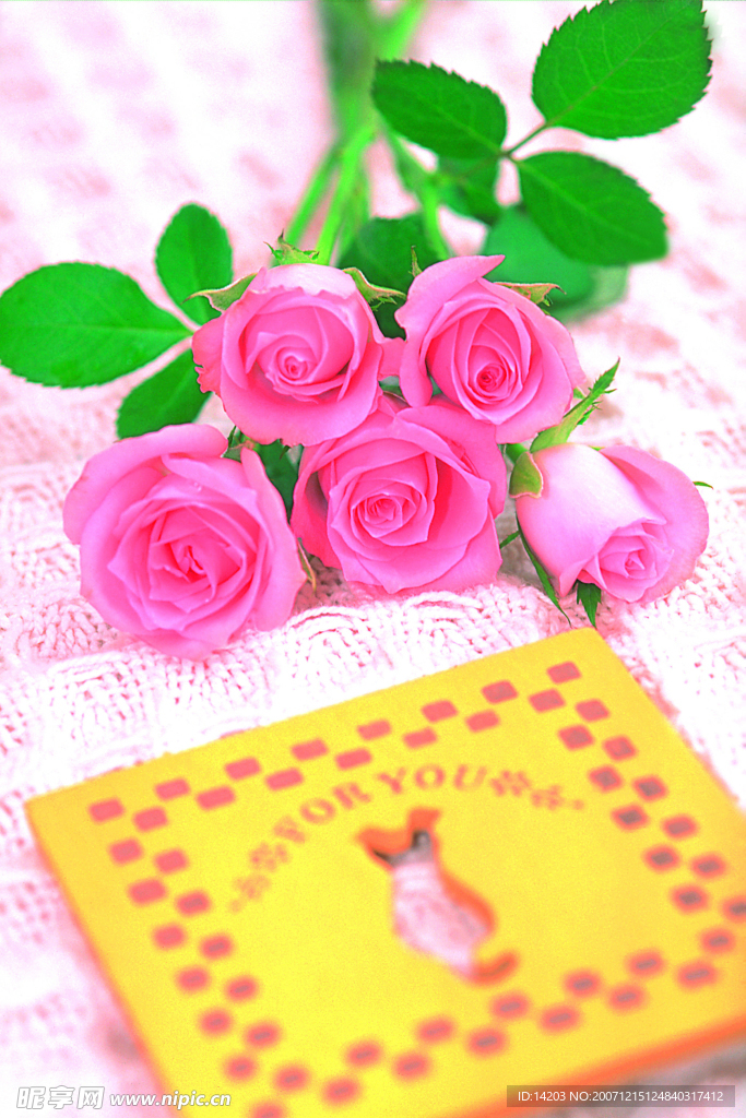 玫瑰花