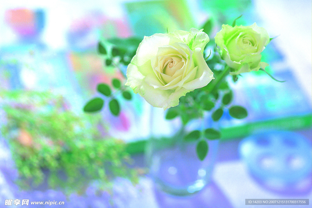 玫瑰花