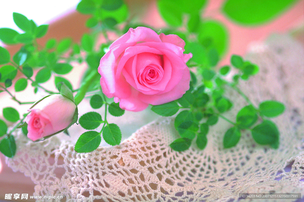 玫瑰花
