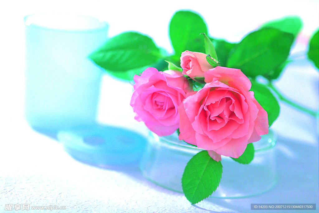 玫瑰花